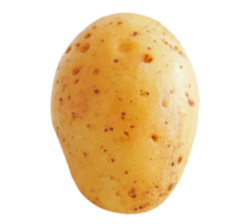 potato3 Potato